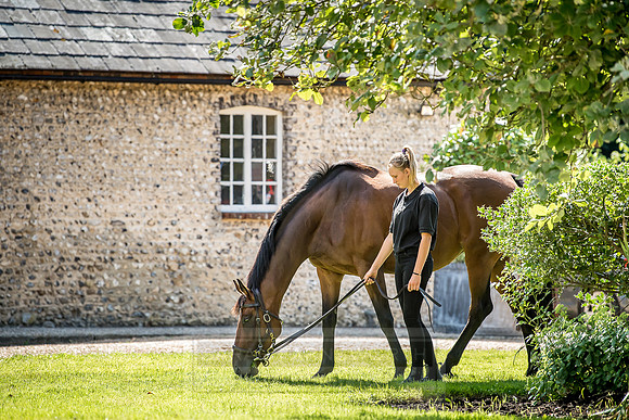 GUK Goodwood Sale 2018-15