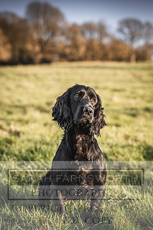 Avonmeadow Stud Dogs-122