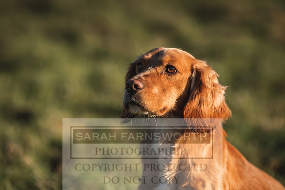 Avonmeadow Stud Dogs-25