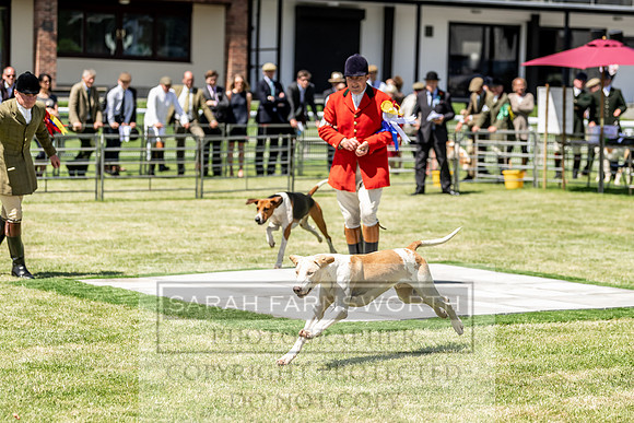Builth Hound Show 2019-127