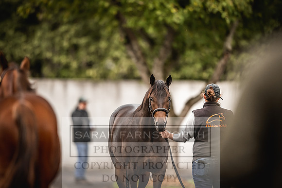 Goffs Orby 2022 Day 1-34