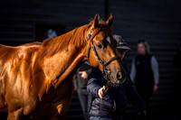 Goffs UK Breeze Up 2022-17