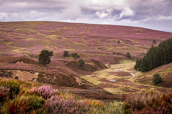 Cairngorms in summer-11