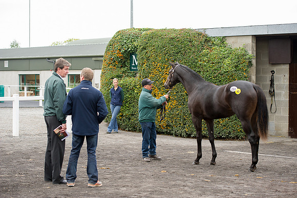 Goffs Orby14 CF10 067