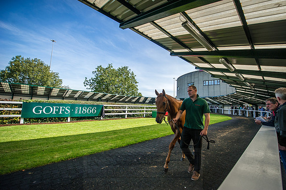 Goffs Orby 2015 -312