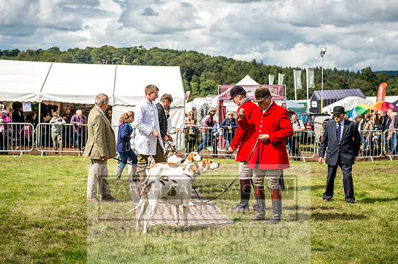 Lowther Hound Show 2017-100