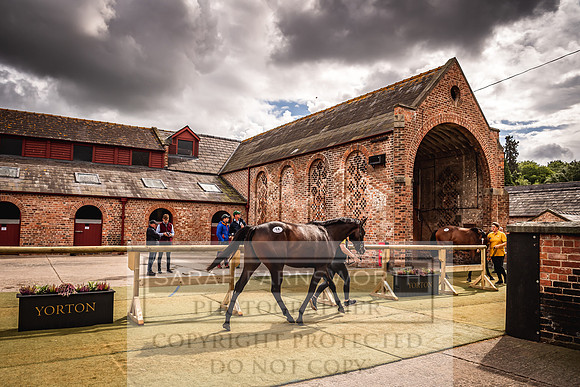 Goffs Yorton Sale 2022-194