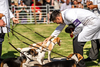 Rydal Hound Show 2022-4