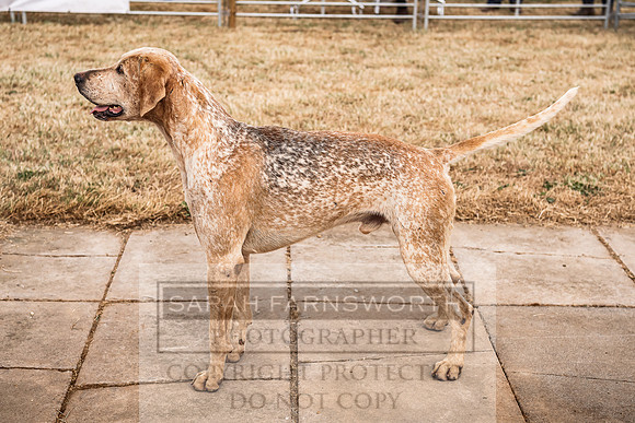 Honiton Hound Show 2022-33