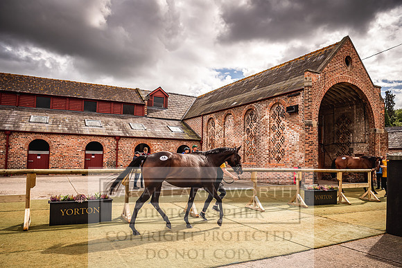 Goffs Yorton Sale 2022-191