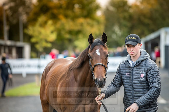 Goffs Orby 2018 Day 2-28