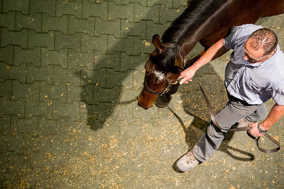 Goffs Orby14 CF5 668