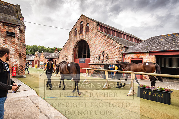 Goffs Yorton Sale 2022-112