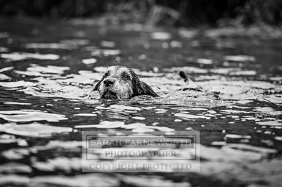 Desmond 060616-144