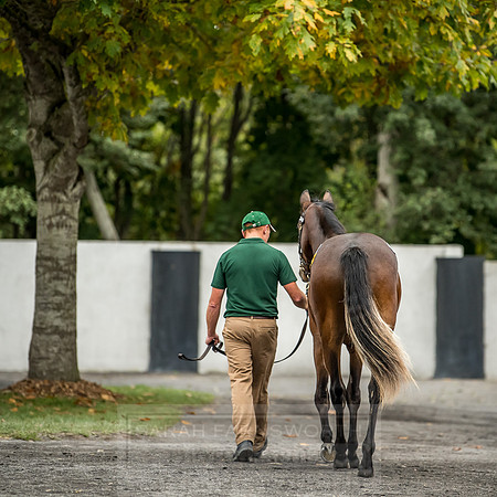 Goffs Orby 2018 Day 2-198