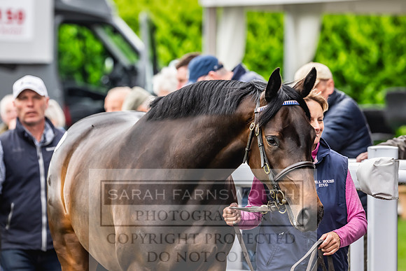 Goffs UK Spring Sale 2024-88