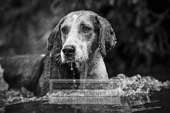 Desmond 040616-173