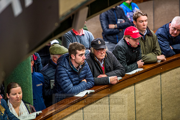 Goffs Orby 2018 Day 2-175