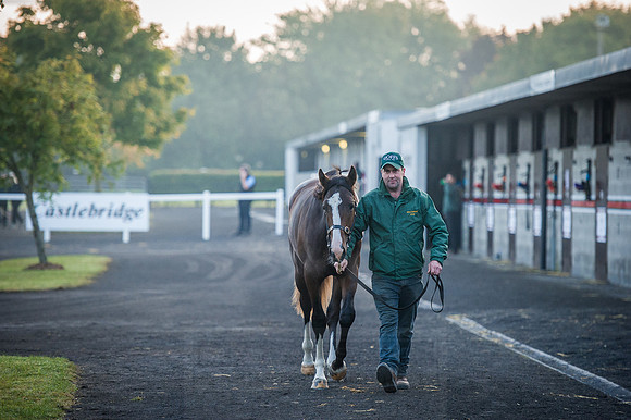 Goffs Orby 2015 -98