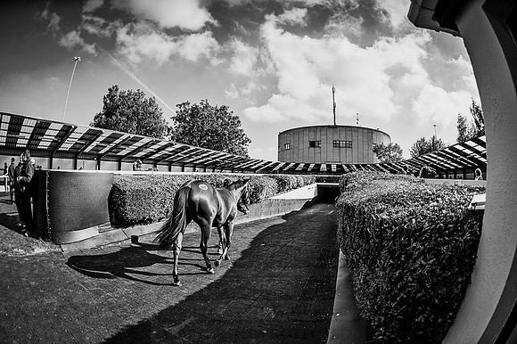 Goffs Orby 2015 -604 bw
