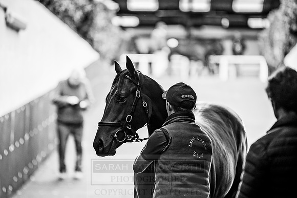 Goffs Orby 2018 Day 1-264