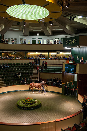 Goffs Orby14 CF9 071
