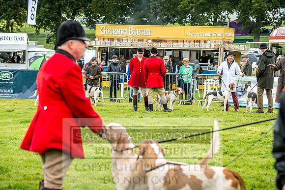Lowther Hound Show 2017-34