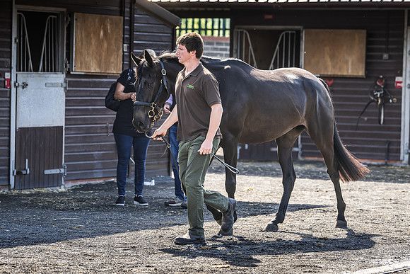 Goffs UK Spring Sale 22 Day 2-15