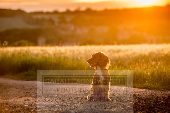 Cotswolds June 2017-22