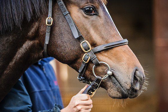 Goffs Orby 2015 -206
