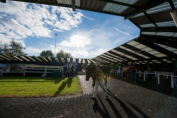 Goffs Orby14 CF8 143