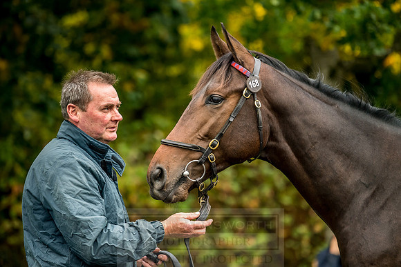 Goffs Orby 2018 Day 1-321