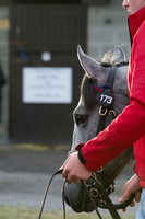Goffs Orby14 CF1 039