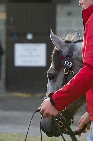 Goffs Orby14 CF1 039