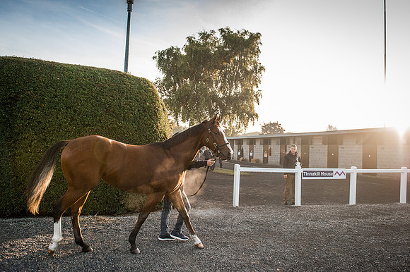 Goffs Orby 2015 -119
