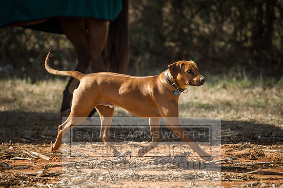 Mooreland Hunt-121