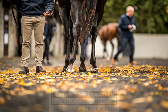 Goffs Orby 2018 Day 1-123