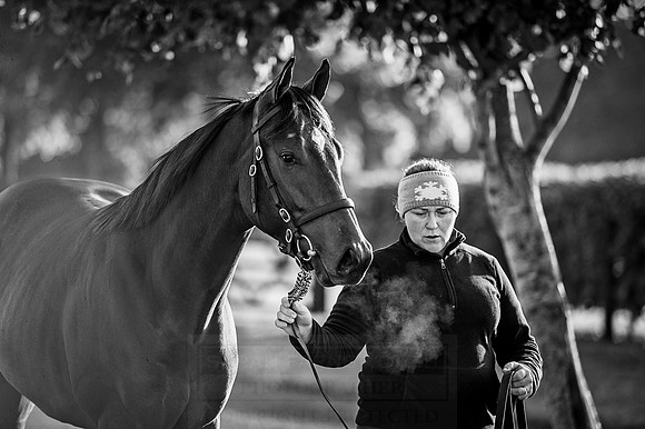 Goffs Orby 2015 -167 bw