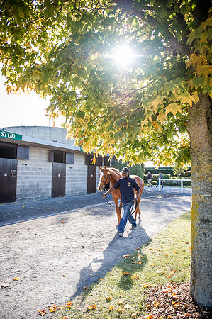 Goffs Orby 2015 -412