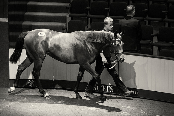 Goffs Orby14 CF2 047 bw