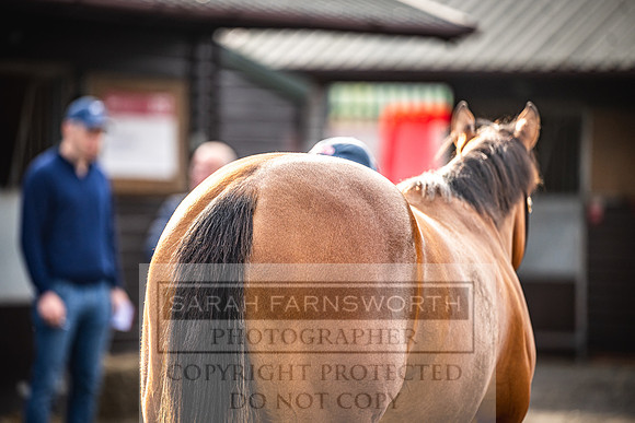 Goffs UK PY24-262