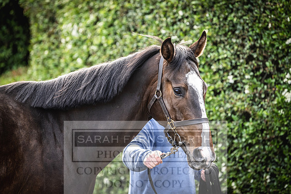 Goffs Land Rover Sale 2022-11