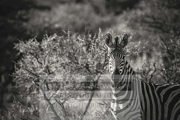 South Africa-4 bw