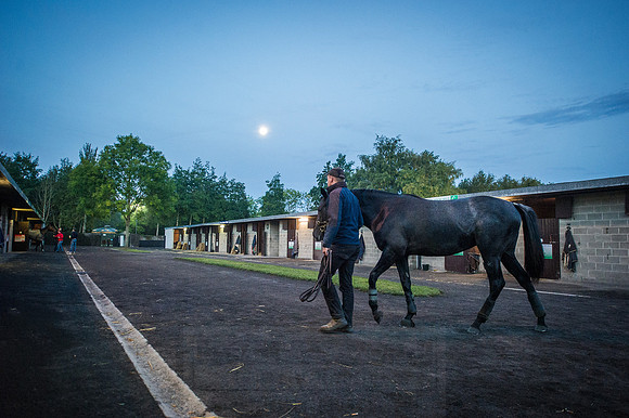 Goffs Orby 2015 -39