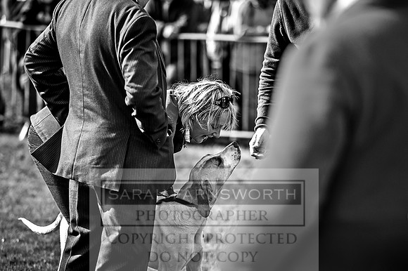 Lowther Hound Show 2017-137