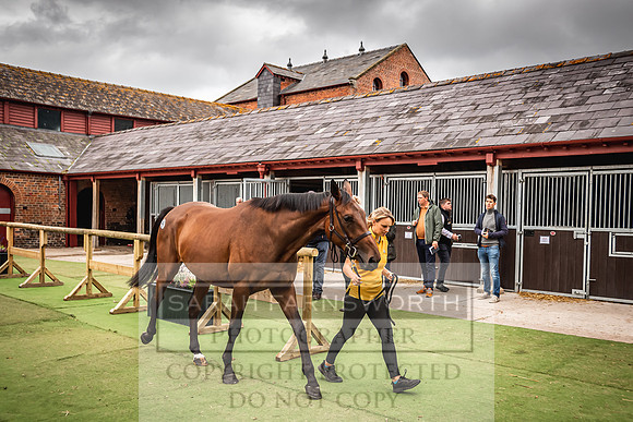 Goffs Yorton Sale 2022-132