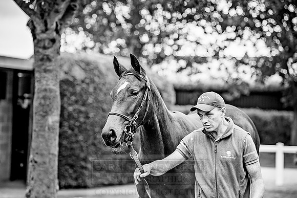 Goffs Orby 2018 Day 2-92