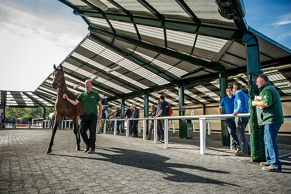 Goffs Orby 2015 -395