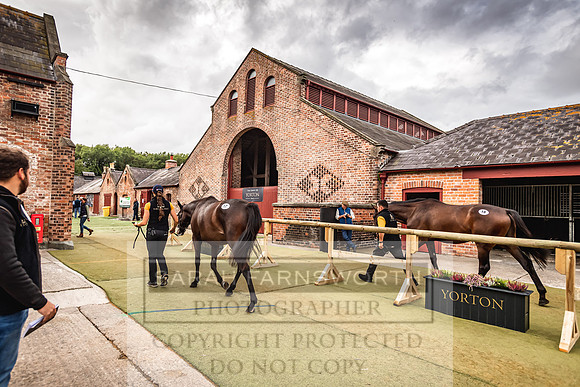 Goffs Yorton Sale 2022-111