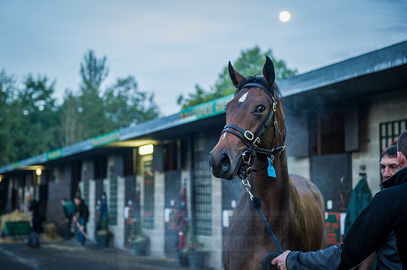 Goffs Orby 2015 -61